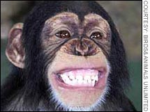 a picture of a monkey