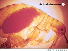 Bubonic plague, carried by fleas like the one shown here, is not the disease you should be worried about.