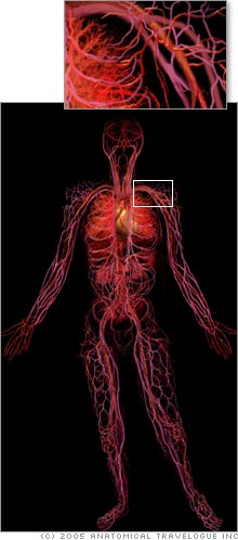 This image, nicknamed the vascular dude, shows the human body's circulatory system.