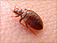 Why we can't kill bedbugs
