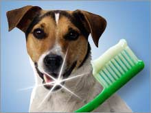 Sales of over-the-counter pet oral hygiene products is expected to cross half-a-billion dollars in 2005.
