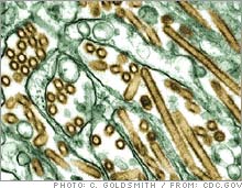 Colorized transmission electron micrograph of Avian influenza A H5N1 viruses (seen in gold) grown in MDCK cells (seen in green).