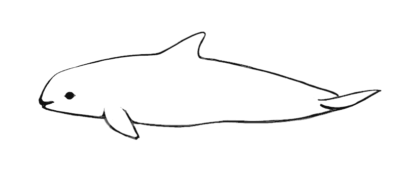  Top   imagen dibujos de la vaquita marina